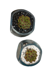 Load image into Gallery viewer, Blanco Succulent Planter Kit
