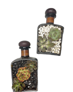 Anejo Succulent Planter Kit