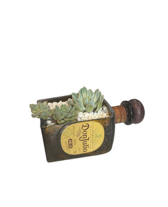 Anejo Succulent Planter Kit