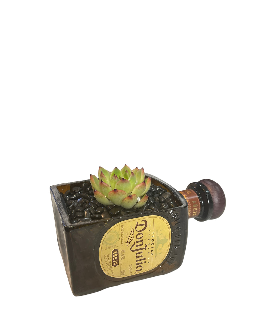 Anejo Succulent Planter Kit