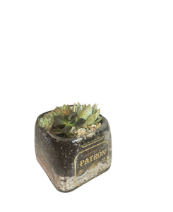 Agave Succulent Planter Kit